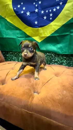 Pinscher fêmea mini