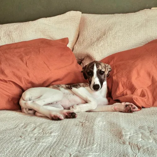 Whippet Fêmea