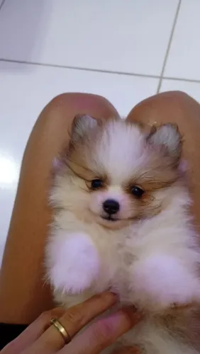 Spitz ursinho