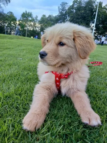 Golden Retriever Seu novo amigo já está pronto para te seguir pela casa