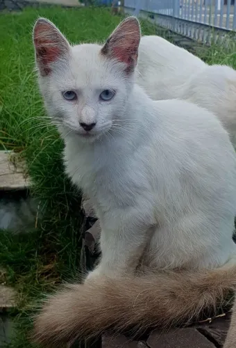 Doação 2 gatos brancos machos