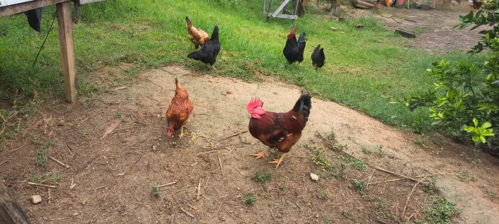 Galinhas