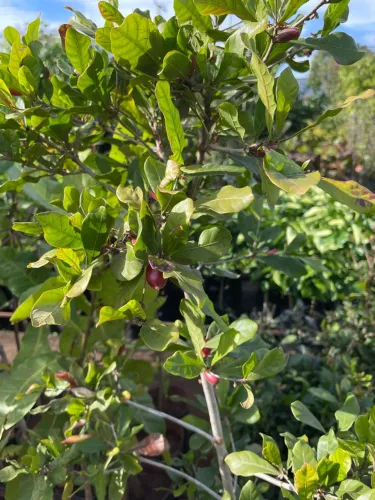 Fruta do milagre 