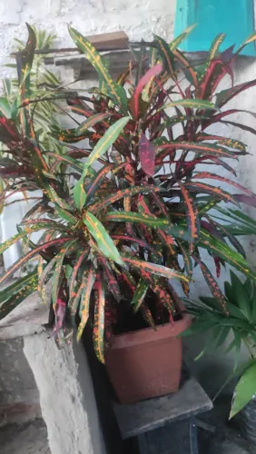 Planta ornamental Kroton, croton 