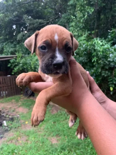 Boxer  disponível Filhotes Vacinados 