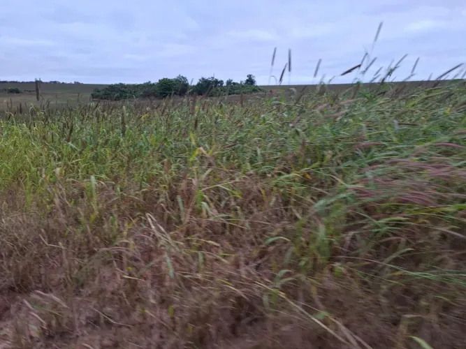 Fazenda de arrendamento 700hrc em santa Rita do trivelato