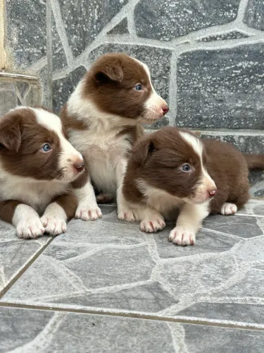 Filhotes de Border collie 