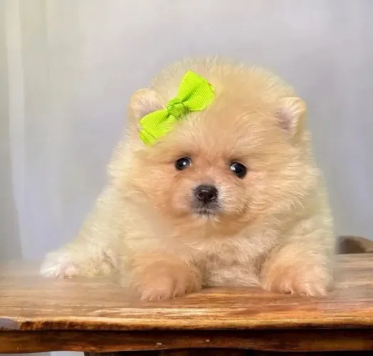 Filhote Chow-chow, Seu Novo Melhor Amigo Está a Um Passo de Você!