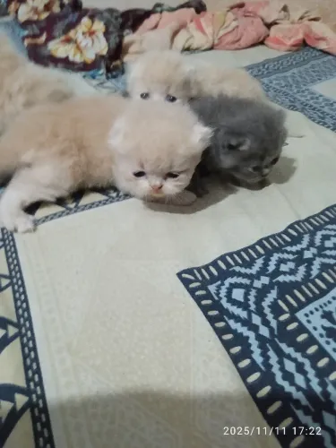 Filhotes de gato persa 