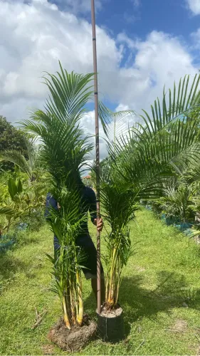 Palmeira salão grande