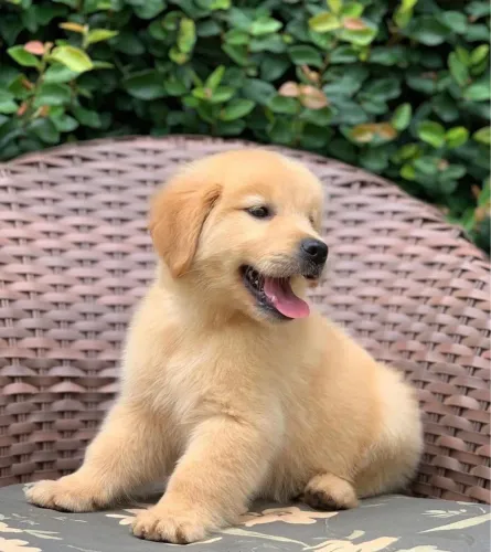 Golden Retriever filhotes disponível brincalhão