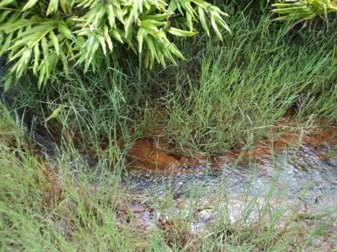 Florestal - Fazendinha - 24.500 m² - Só R$ 20.000,00 de entrada