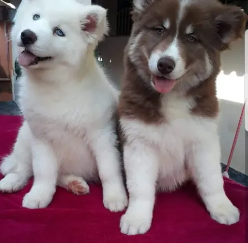 Husky Siberiano Fazemos criação profissional, com todo empenho, carinho e Amor