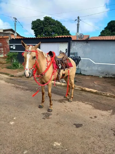 Égua piquira loira