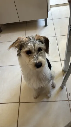 Adoção