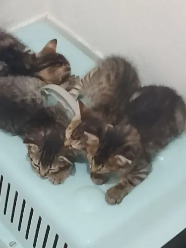 Doação de filhotes de gato