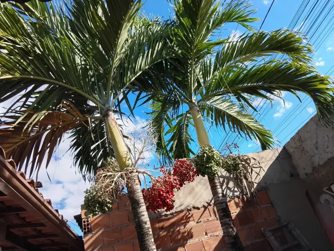Palmeira