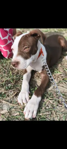 Doação de cachorro Pit Monster filhote 