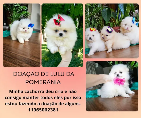  Doação filhotes de Lulu da Pomerânia