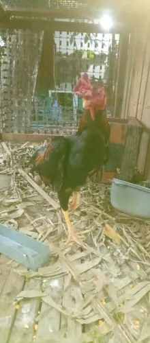 Galo e duas frangas top indiano