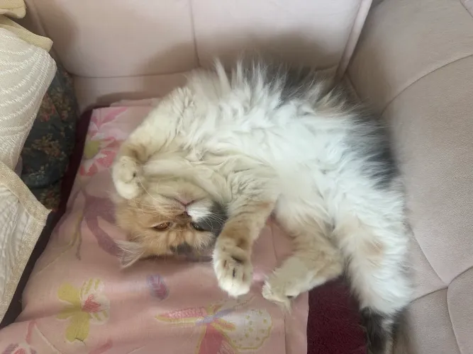 Gata Persa 