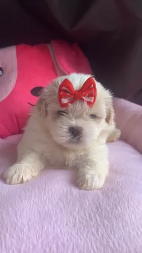 Filhote de shihtzu