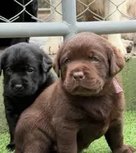 Labrador  dourados e pretos 