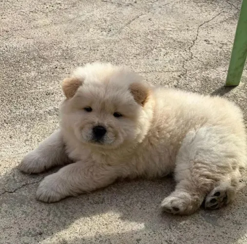 Chow Chow Filhotes Qualidade Premium