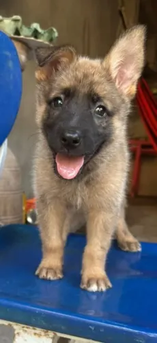 PASTOR BELGA MALINOIS