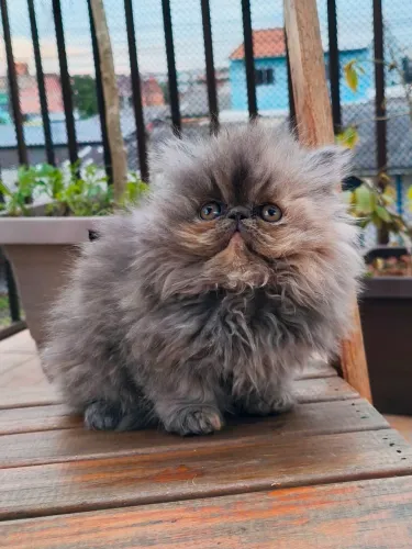 PERSA FÊMEA - Filhote TopShow - Cor Blue Tortie