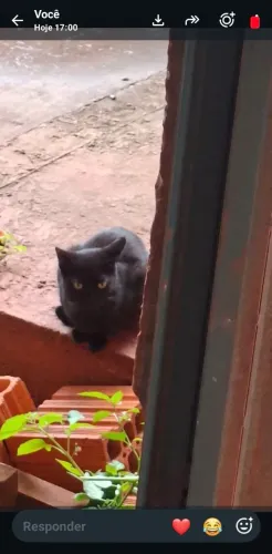 Gatinha órfã  e abandonada para doação resposavel