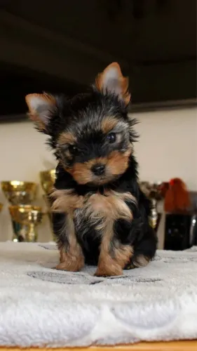 Yorkshire Terrier - Se Carinho Tivesse Forma, Seria Esse Cachorrinho 