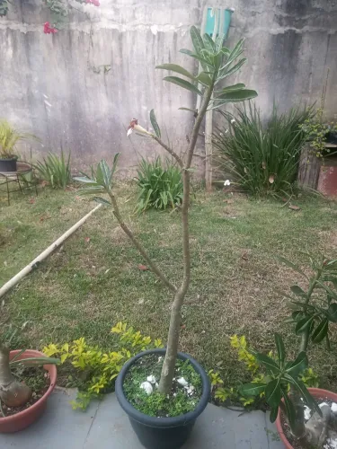 Vendo Rosas do Deserto adultas
