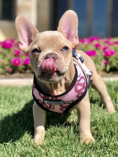 Filhotes De Bulldogue Francês - Peludinhos Apaixonantes 