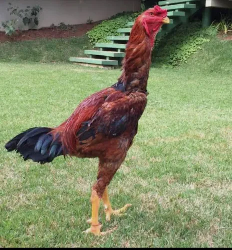 Índio Gigante frango 8 meses