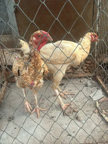 2 GALINHAS ÍNDIO GIGANTE 