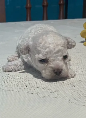 Filhotes de poodle