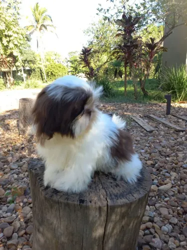 Filhote Shih Tzu macho