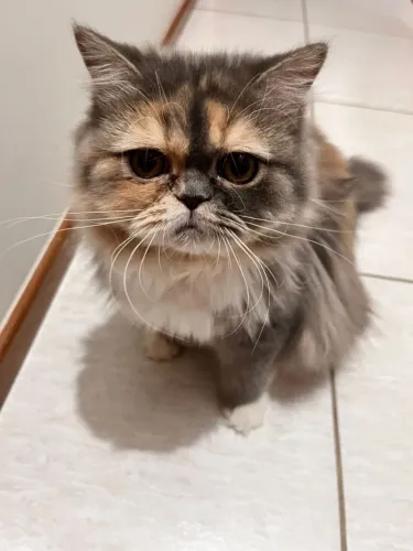 Gatos