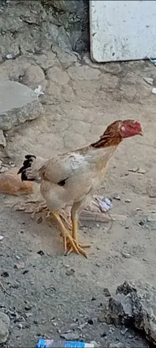 Galinha