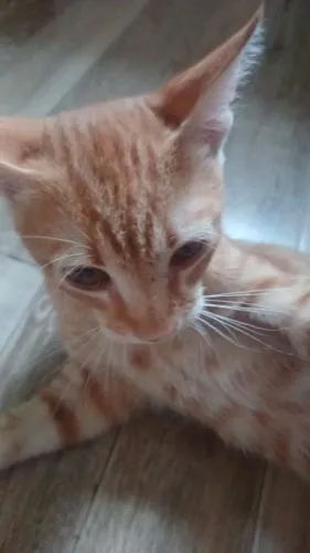Lindo gatinho para doação