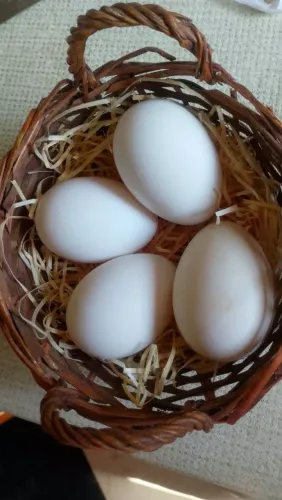 Ovos de Gansa