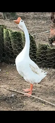 Ganso