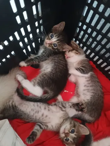 Gatos para doação