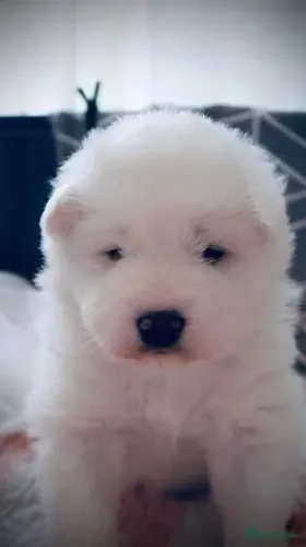 Filhote de cachorro Samoieda companheiro leal dócil e saudável