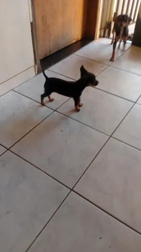 pinscher 