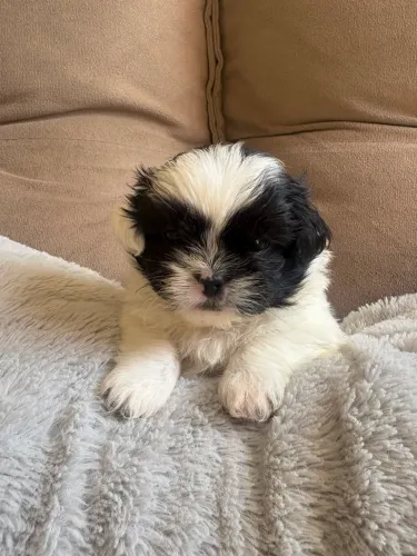 FILHOTES DE SHIH-TZU