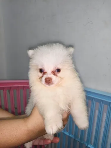 Lulu da Pomerânia macho e fêmeas disponíveis,com genética Merlin