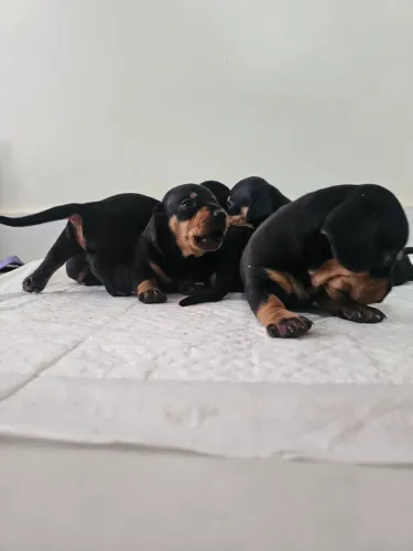 Vendo filhotes de Dashund ( salsicha)