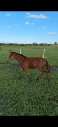 Potro mangalarga marchador (parcelo no cartão)